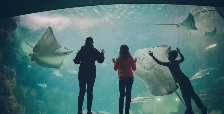 Three children look at giant stingrays swimming in a water tank at Ripley's  Aquarium of the Smokies.