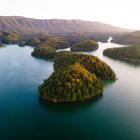 forest and lake view